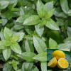 Мята (Mentha) Лемон С3 СП/25