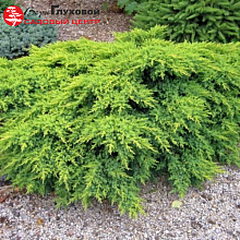 Основное изображение товара