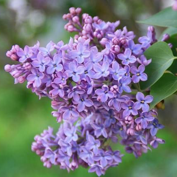 Основное изображение товара