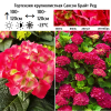 Гортензия крупнолистная (Hydrangea macrophyllа) Саксон Брайт Рэд С5 ГлХ/25