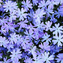 Основное изображение товара