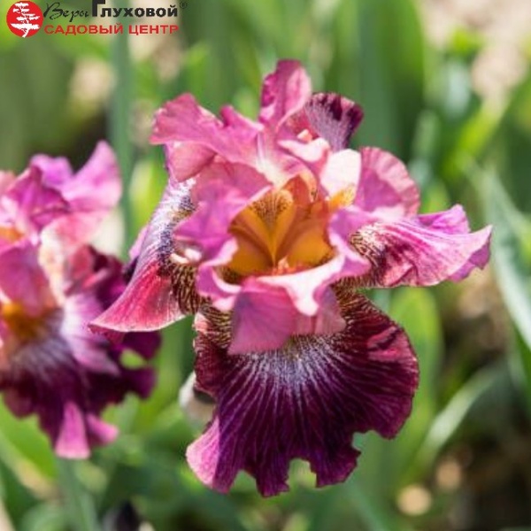 Основное изображение товара