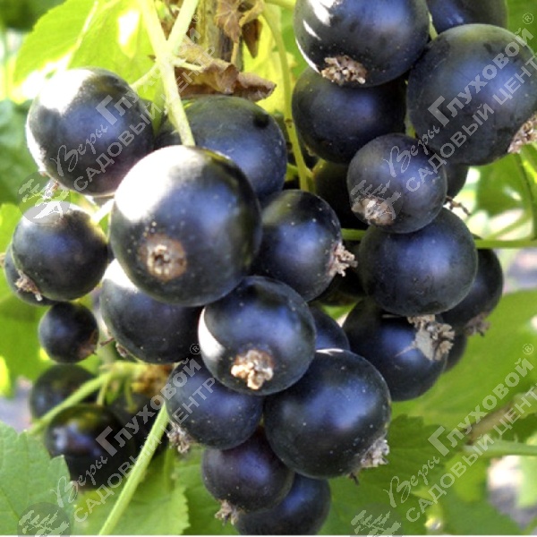 Смородина черная "Пигмей" на фото