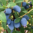 Жимолость 