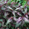 Горец мелкоголовый "Ред Драгон" на фото