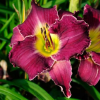 Лилейник (Hemerocallis) Беттилен С3 ГлХ/26