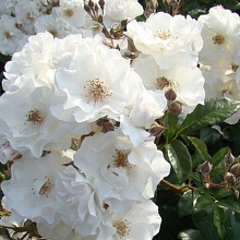 Основное изображение товара