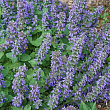 Котовник фассена 