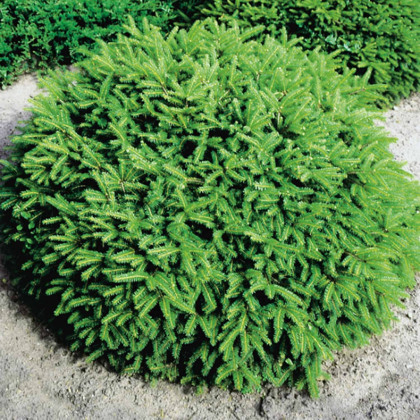 Ель обыкновенная "Нидиформис" Picea abies «Nidiformis»