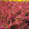 Барбарис Тунберга (Berberis thunbergii) Оранж Карпет С3 СП/25