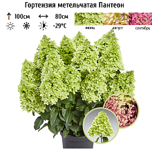 Основное изображение товара