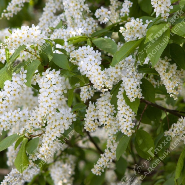 Черемуха обыкновенная  на фото