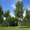 Береза повислая (Betula pendula) Звитсер Глори 250-300 С25 РСав/25