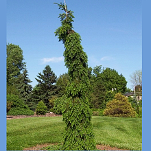 Основное изображение товара