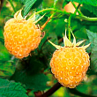 Малина 