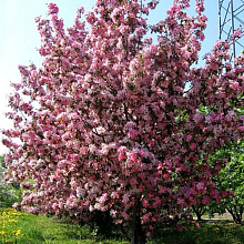 Основное изображение товара