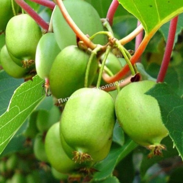 Основное изображение товара