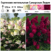 Гортензия метельчатая (Hydrangea paniculata) Самарская Лидия Р9 СП/26