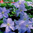 Клематис 