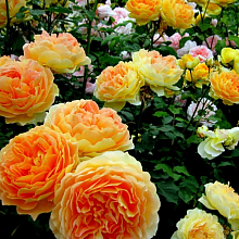 Основное изображение товара