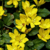 Вербейник монетчатый (Lysimachia nummularia) С2 РФр/26