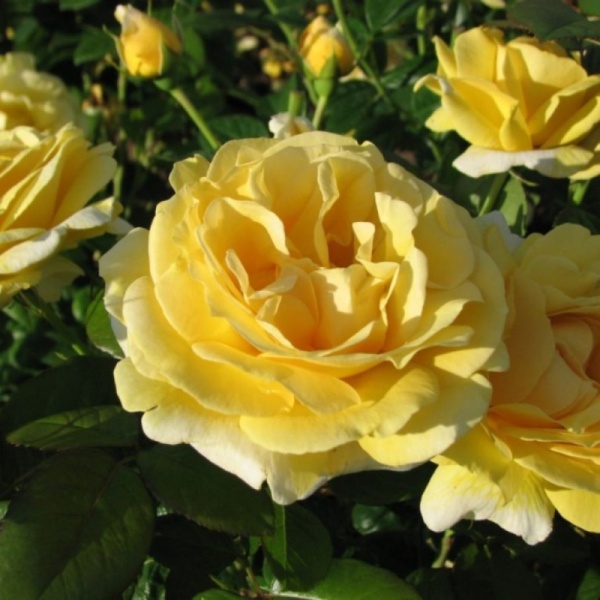 Основное изображение товара