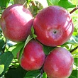 Яблоня 