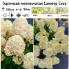 Гортензия метельчатая (Hydrangea paniculata) Саммер Сноу  С3 РЛ/25
