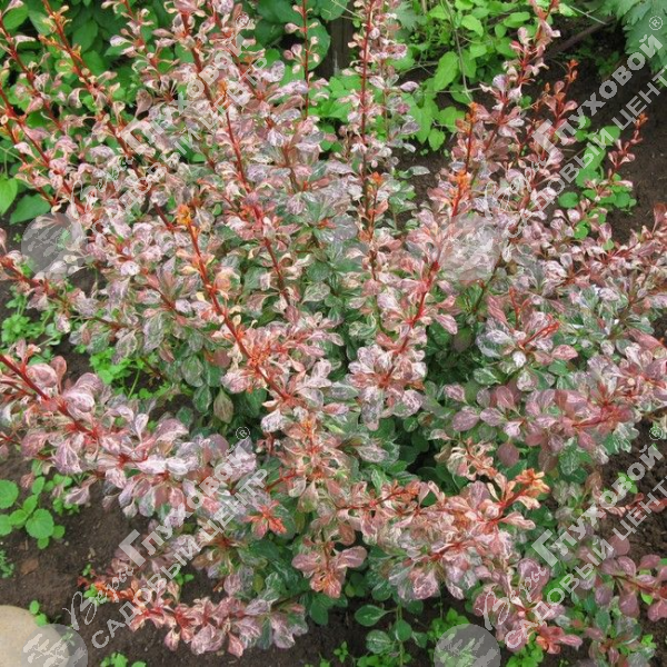 Барбарис Тунберга "Наташа" на фото