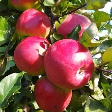 Яблоня Лигол (зимний сорт) 5-летка