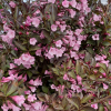 Вейгела цветущая (Weigela florida) Винтаж Лав С3 СП/25