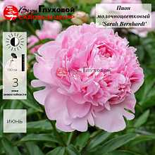 Основное изображение товара