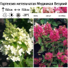 Гортензия метельчатая (Hydrangea paniculata) Меджикал Везувий С3 ГлХ/25