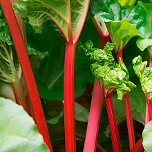 Основное изображение товара