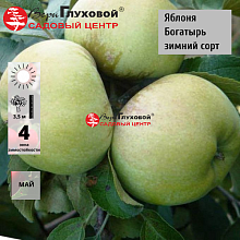 Яблоня Богатырь (зимний сорт)