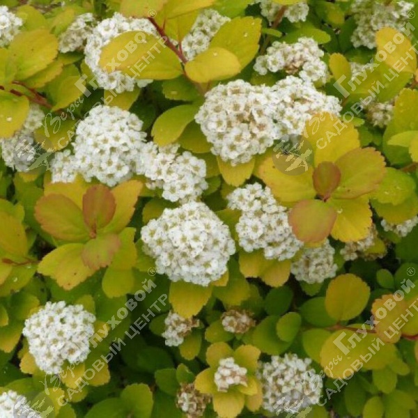 Спирея березолистная "Тор Голд " на фото