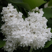 Основное изображение товара