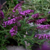 Буддлея Давида (Buddleja davidii) Фри Петит Дарк Пинк С3 СП/25