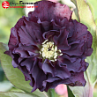 Морозник восточный 