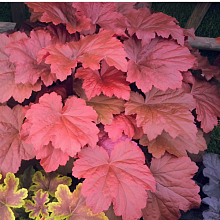 Основное изображение товара