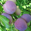 Слива 