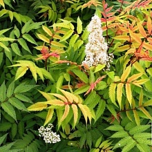 Основное изображение товара