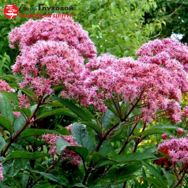 Основное изображение товара