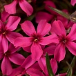 Флокс шиловидный 