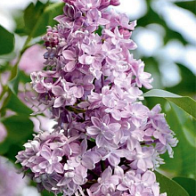 Основное изображение товара