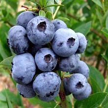 Основное изображение товара