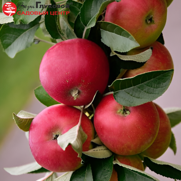 Основное изображение товара