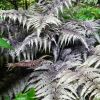 Кочедыжник ниппонский (Athyrium niponicum) Металликум Р8 РГПл/26