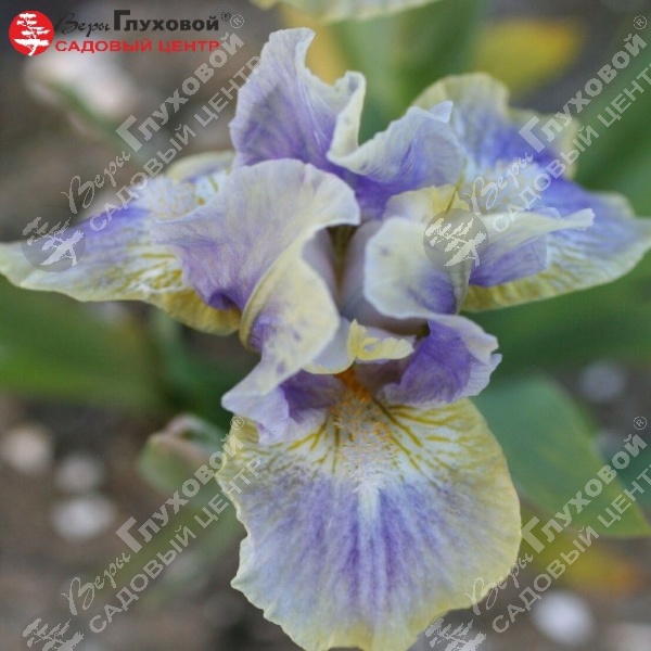 Ирис карликовый "Суммонед Спирит" на фото