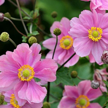 Основное изображение товара